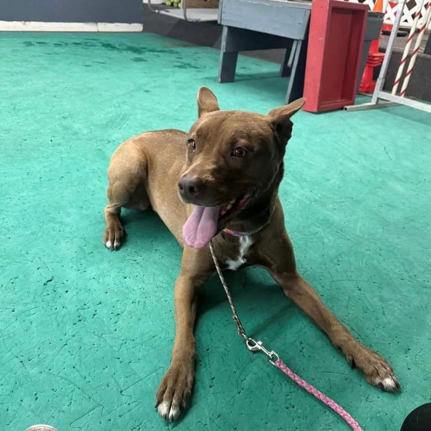Enlarge Breezy, a Adoptable mixed breed in Canastota, NY image 5/6