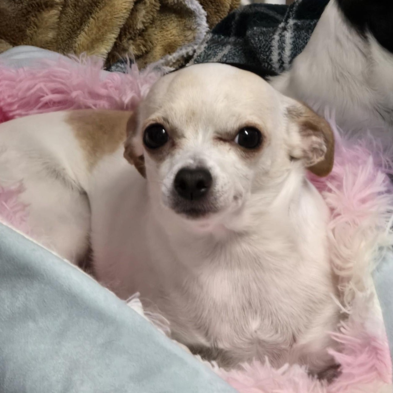 Athena, ADOPTABLE, Adult Female Chihuahua.