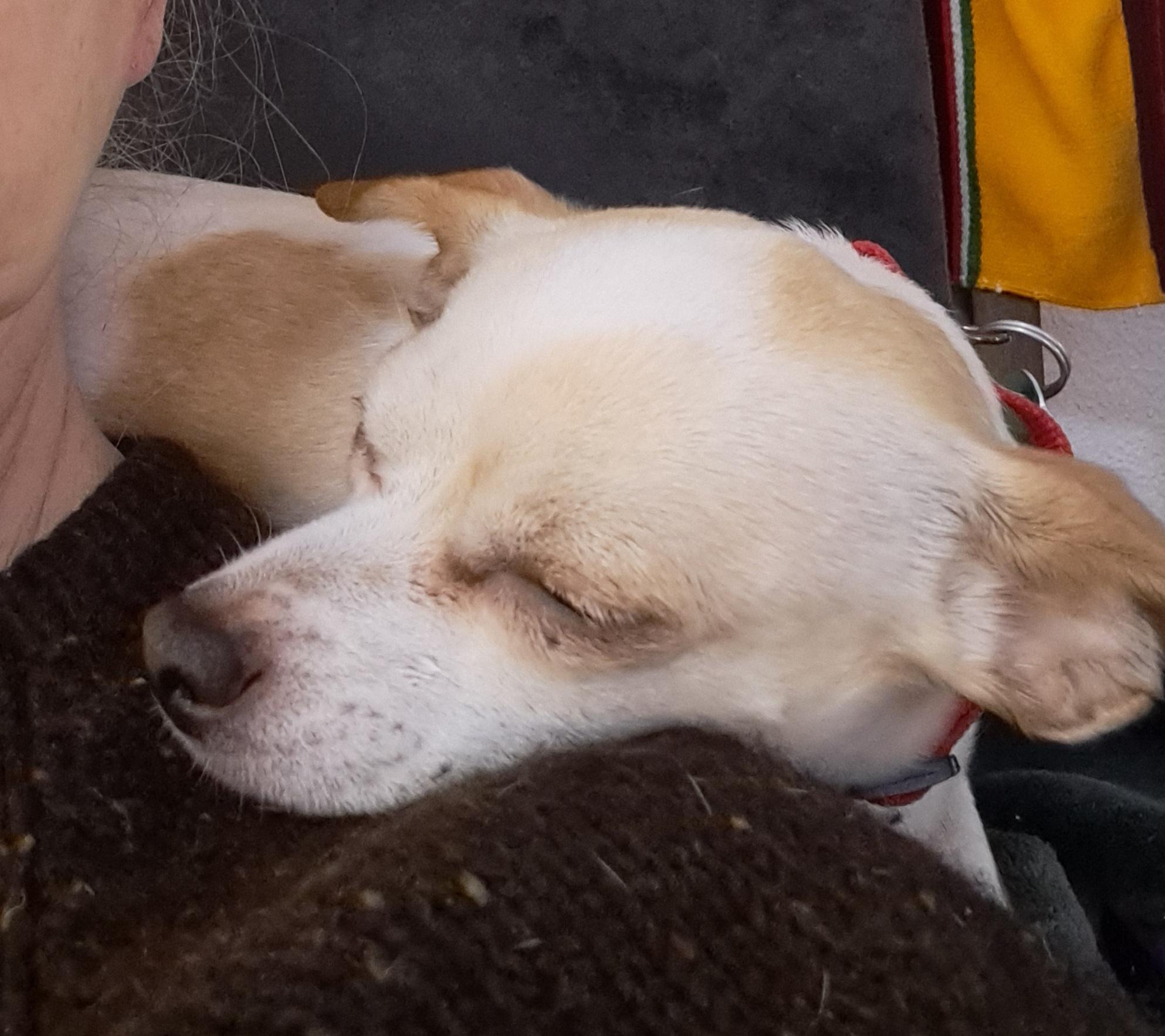 Enlarge Athena, an adopted mixed breed in Portland, OR image 2/6