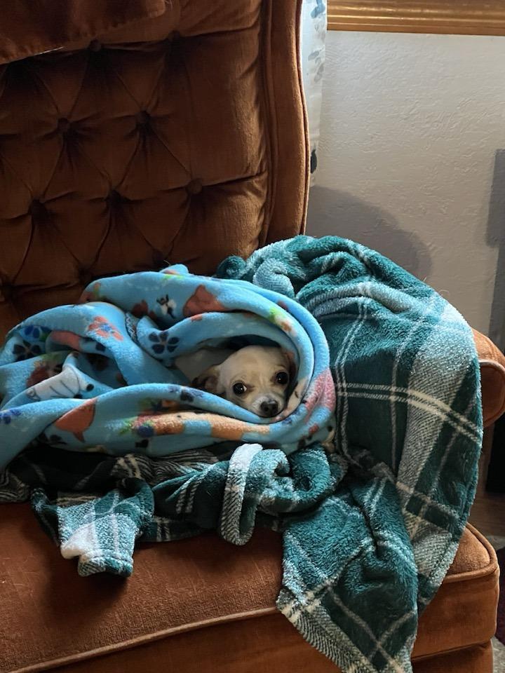 Enlarge Athena, a ADOPTABLE mixed breed in Portland, OR image 3/3