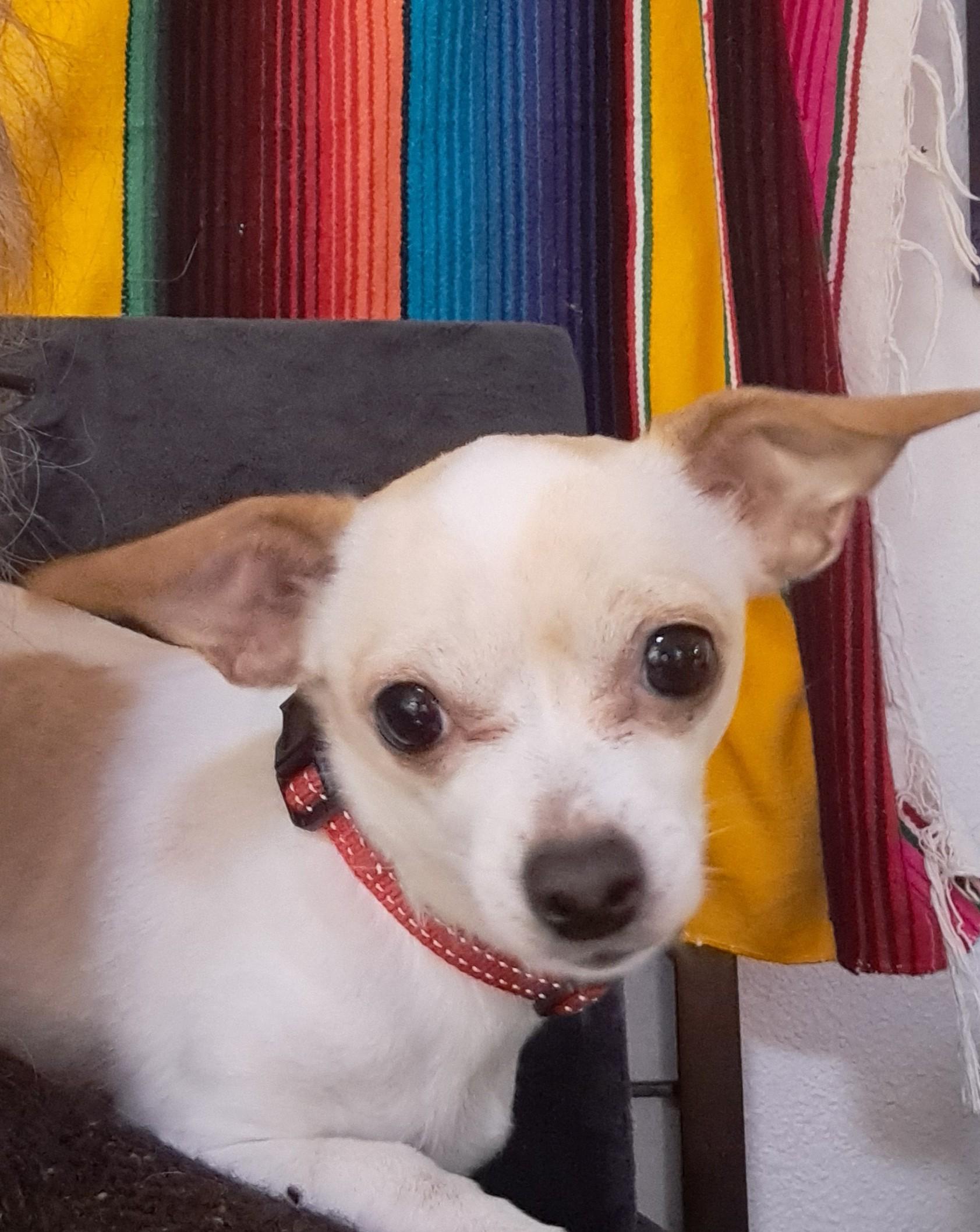 Athena, adopted, Adult Female Chihuahua.