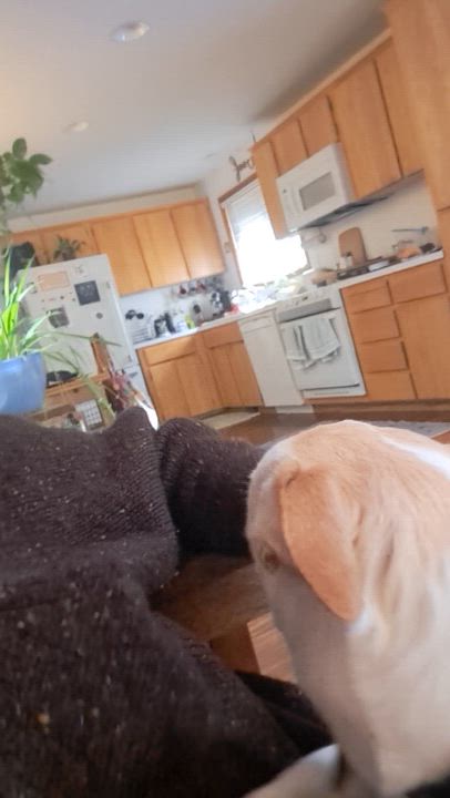 Enlarge Athena, an adopted mixed breed in Portland, OR video 4/6