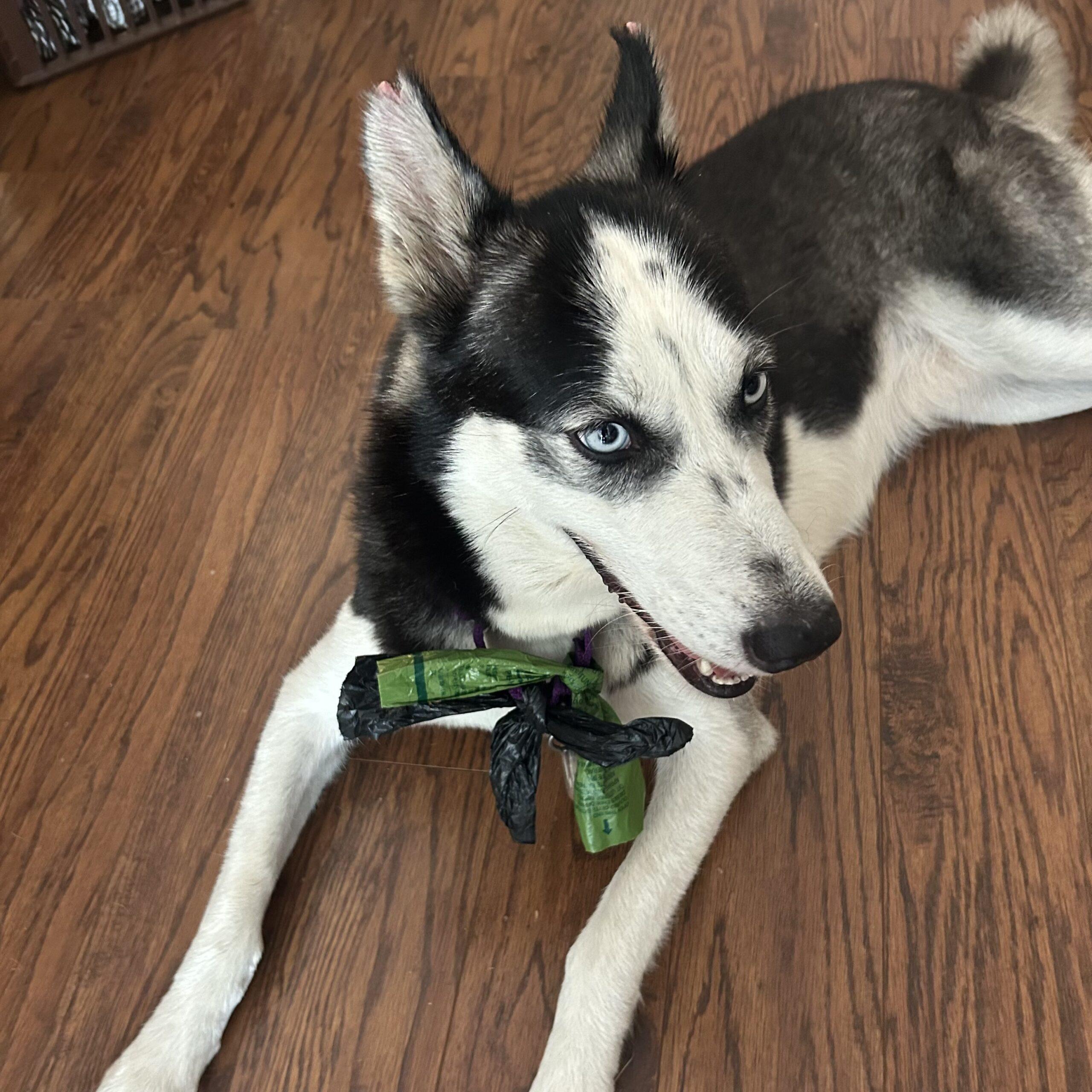 Zelda — thumbnail 3