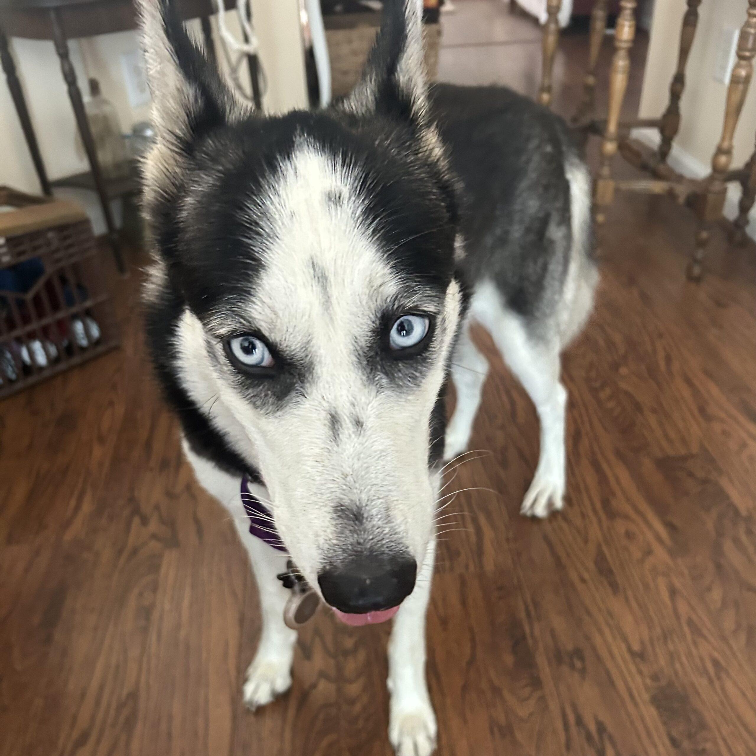 Zelda — thumbnail 5