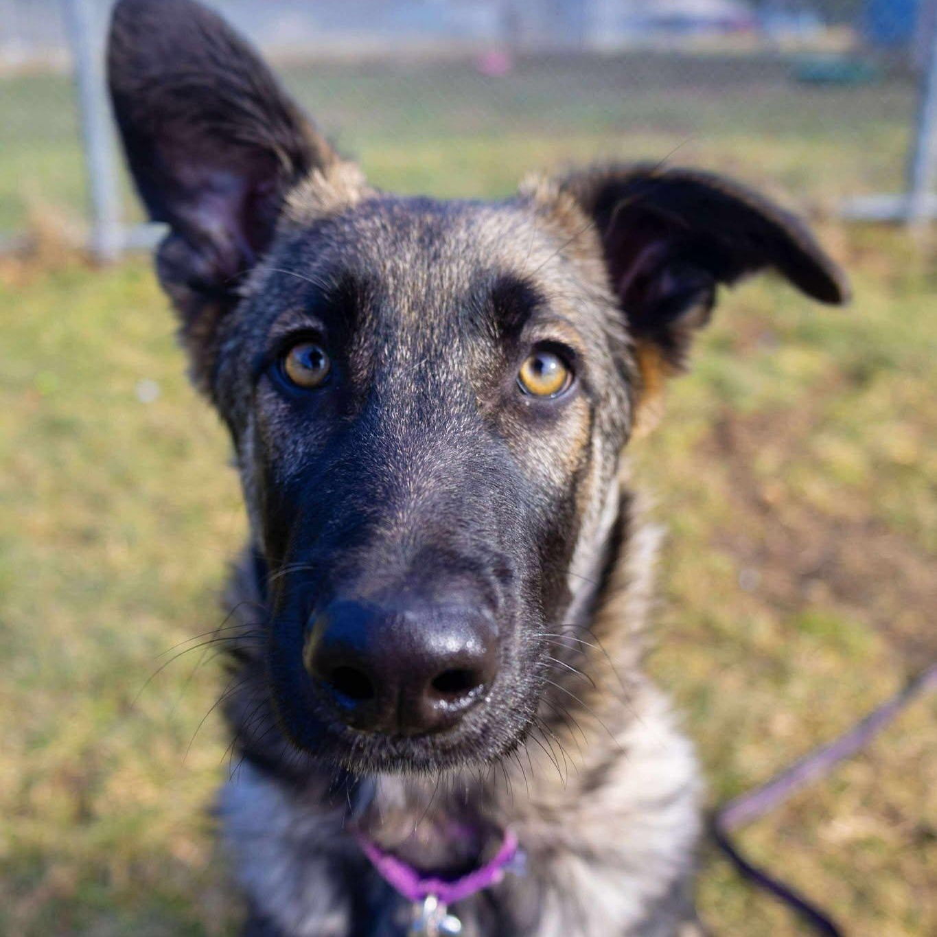 Enlarge Wesley, an adopted German Shepherd Dog in Valparaiso, IN image 2/2