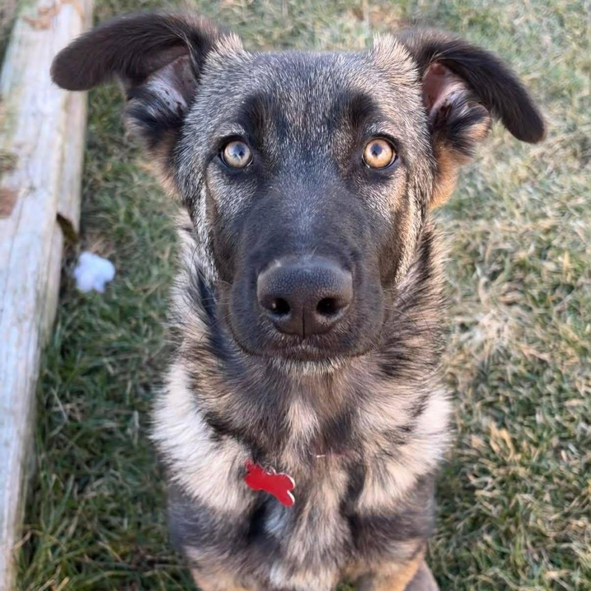 Wesley, adopted, Puppy Male German Shepherd Dog.