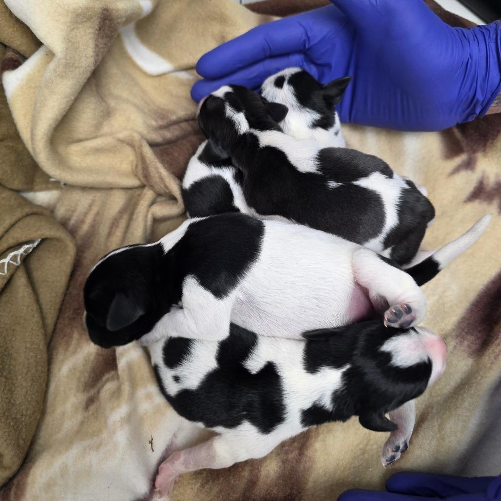 Enlarge Bandit, a Adoptable mixed breed in Duncan, OK image 1/3