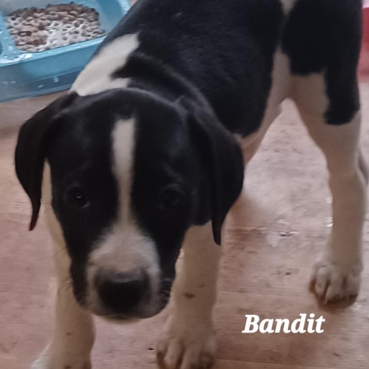 Enlarge Bandit, a Adoptable mixed breed in Duncan, OK image 2/3