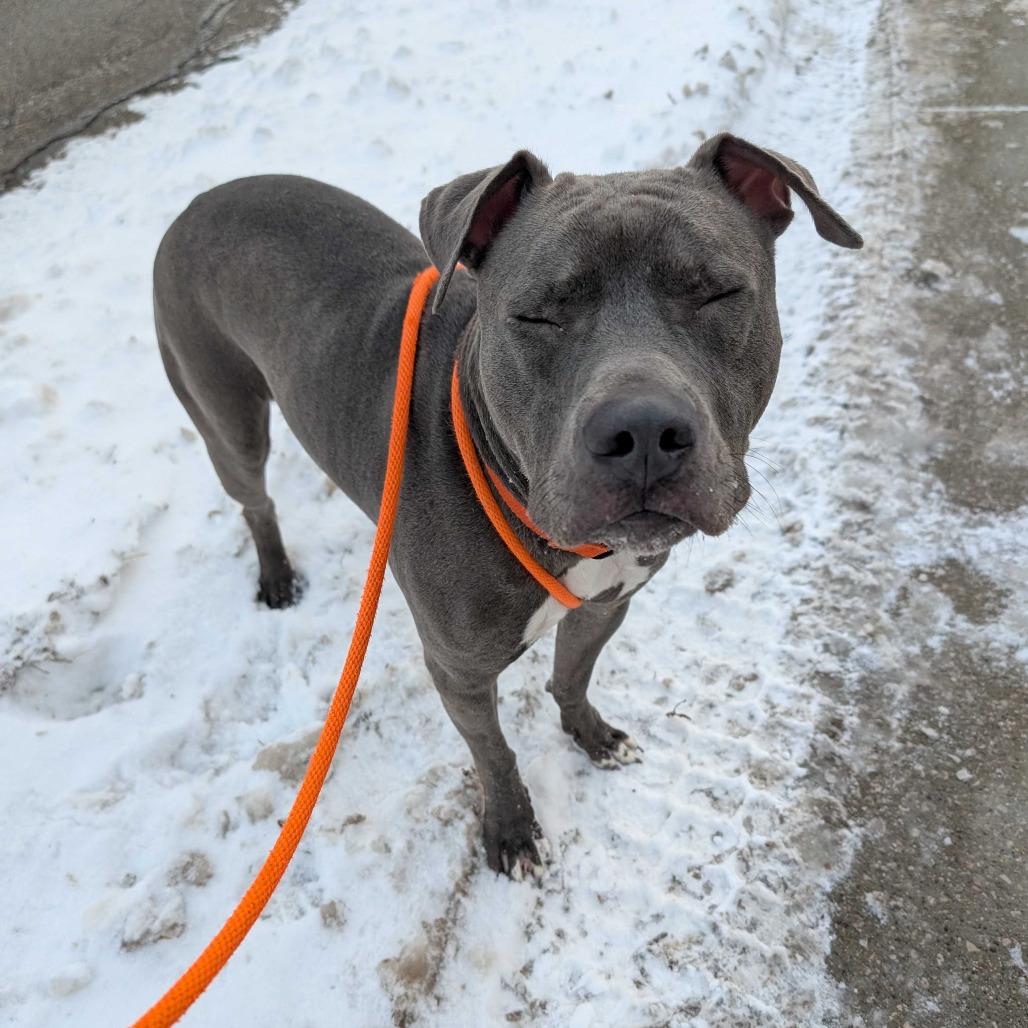 Rukiya, Adoptable, Adult Female American Staffordshire Terrier.