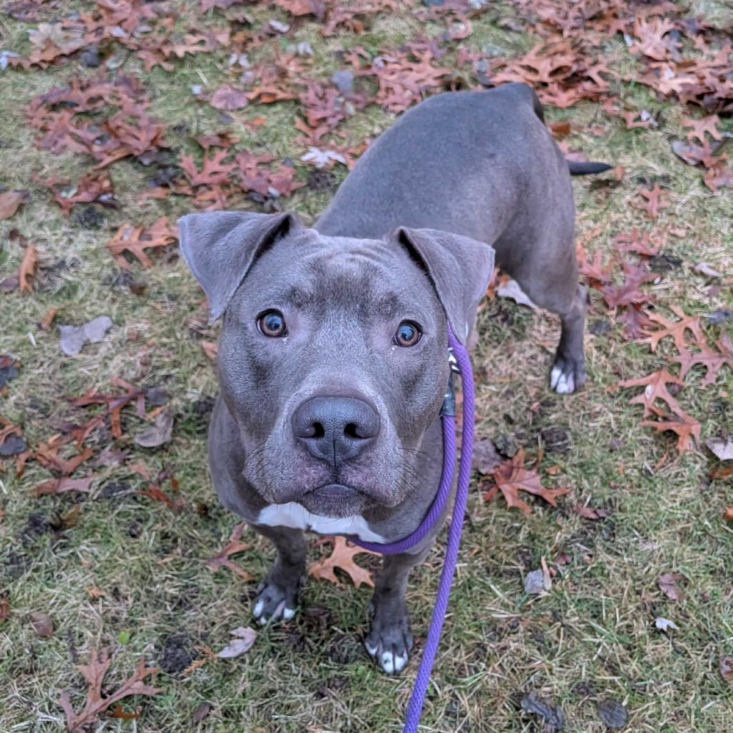 Enlarge Rukiya, a Adoptable American Staffordshire Terrier in Grand Rapids, MI image 2/5