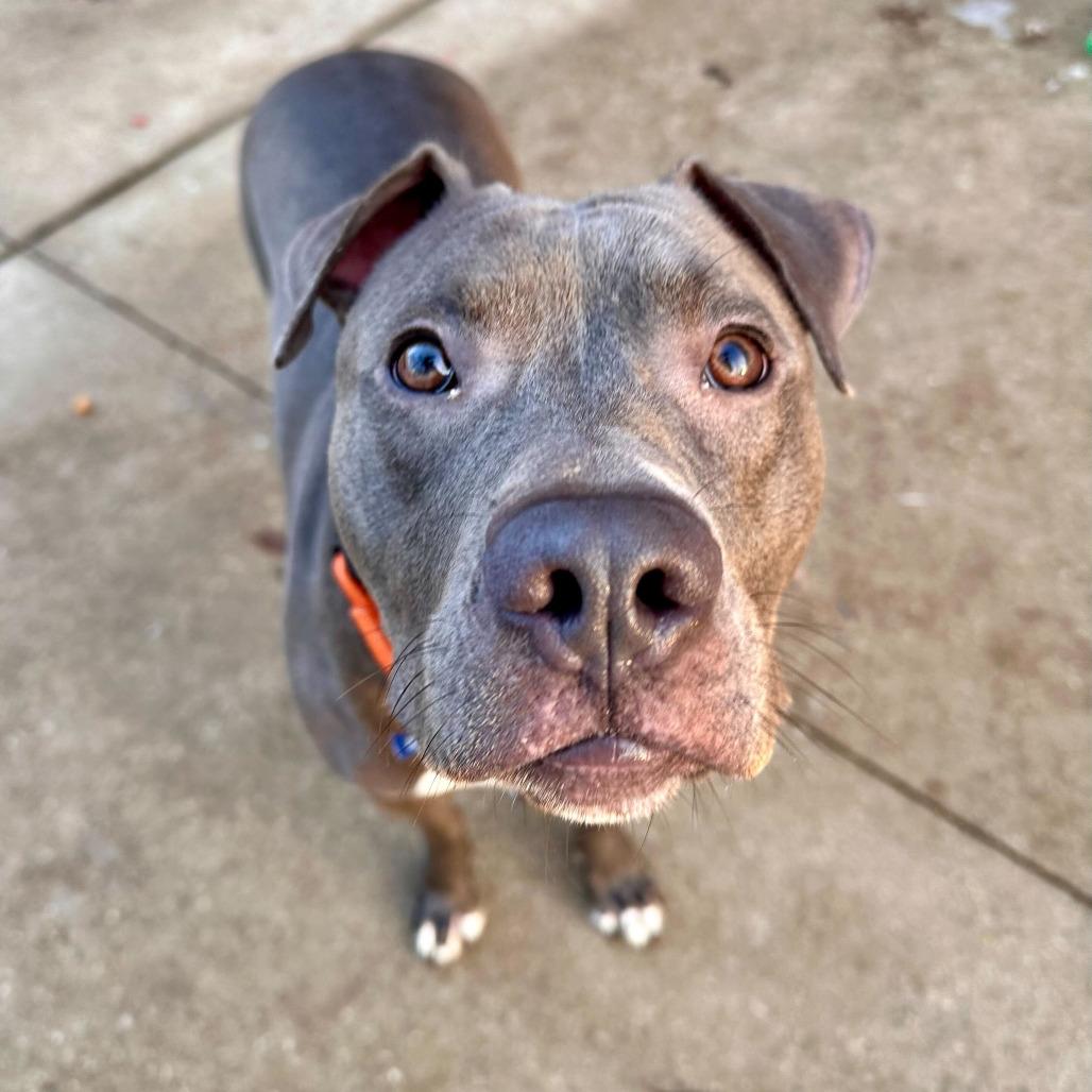 Enlarge Rukiya, a Adoptable American Staffordshire Terrier in Grand Rapids, MI image 3/5