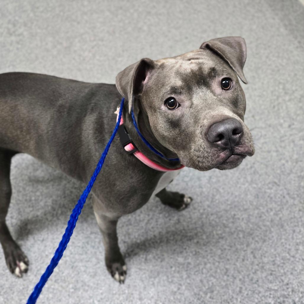 Enlarge Rukiya, a Adoptable American Staffordshire Terrier in Grand Rapids, MI image 1/1