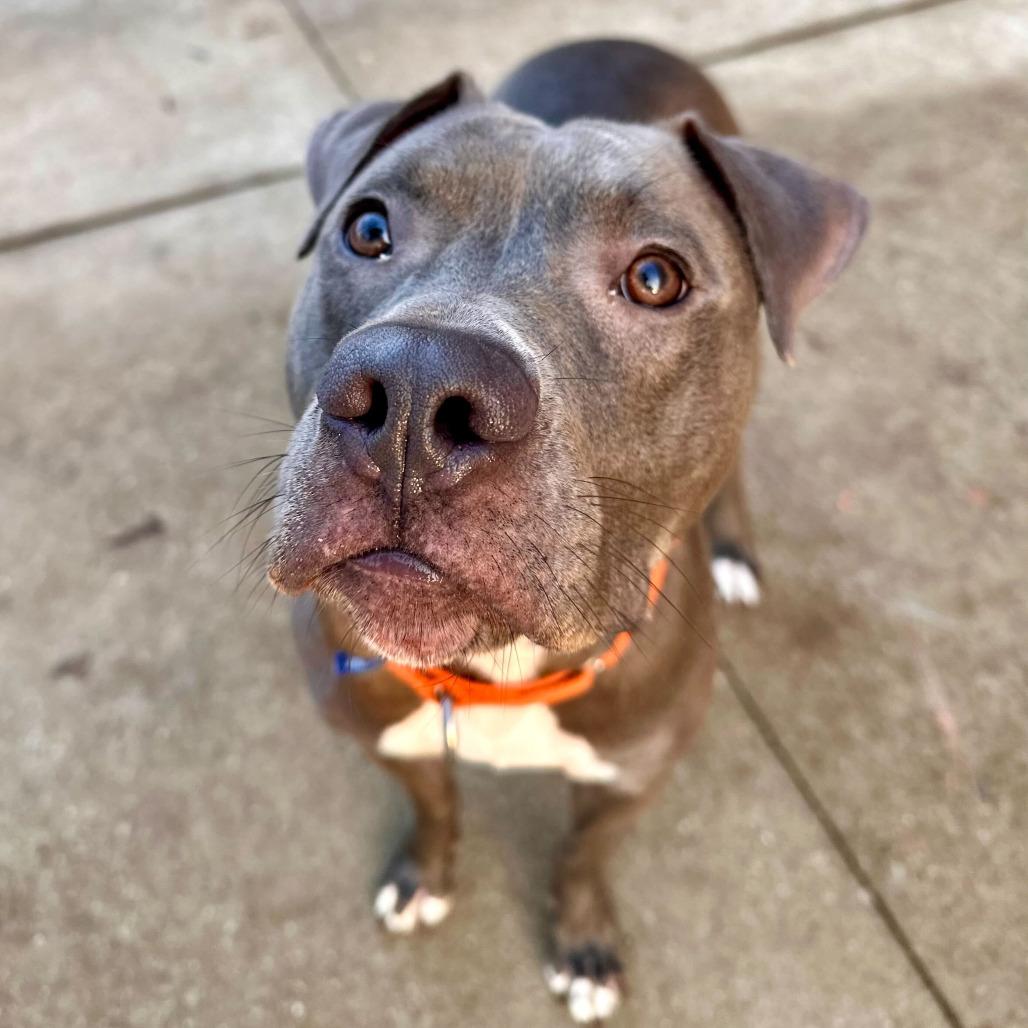Enlarge Rukiya, a Adoptable American Staffordshire Terrier in Grand Rapids, MI image 5/5