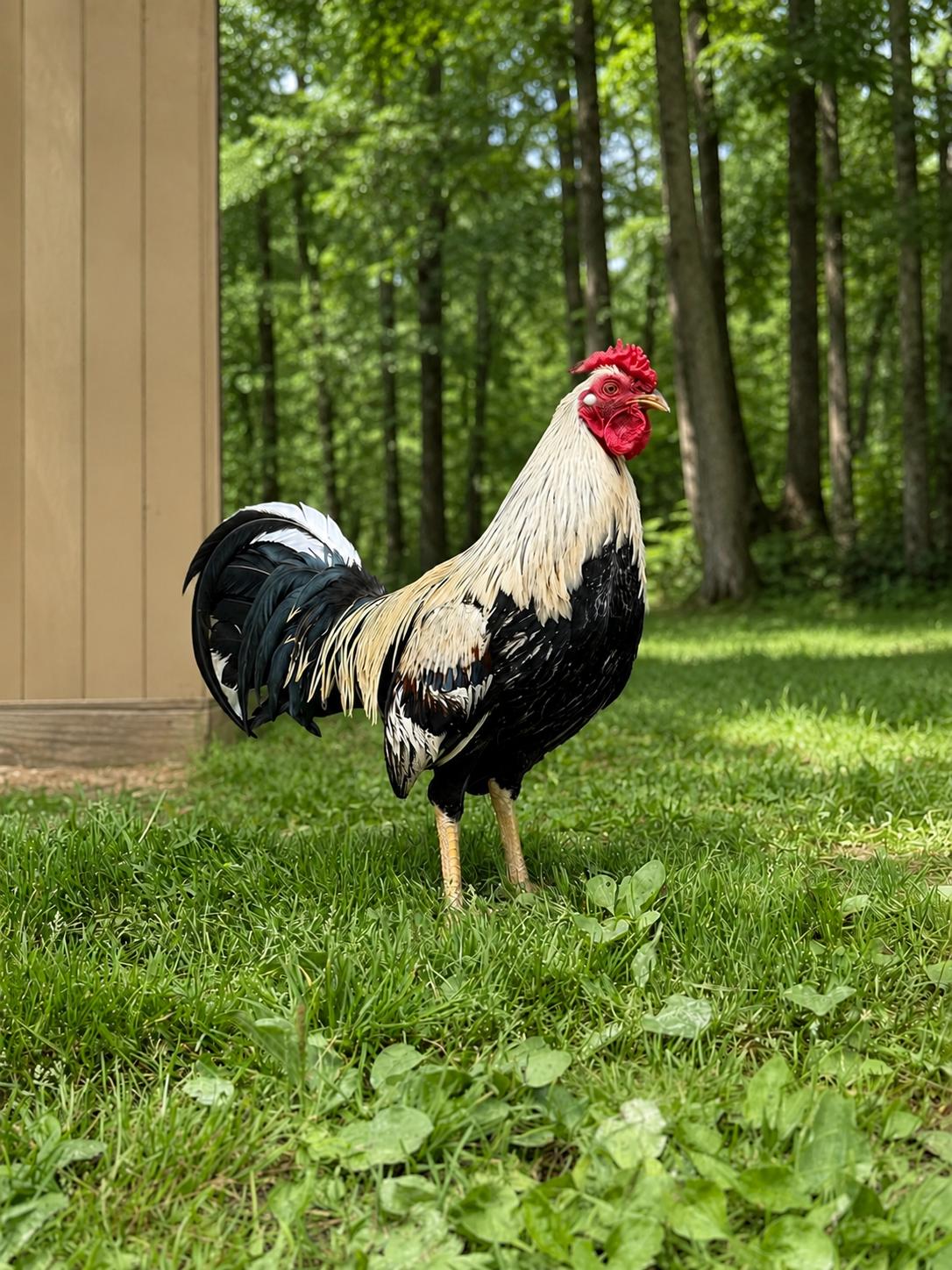 Boyardee, Adoptable, Young Male Chicken.