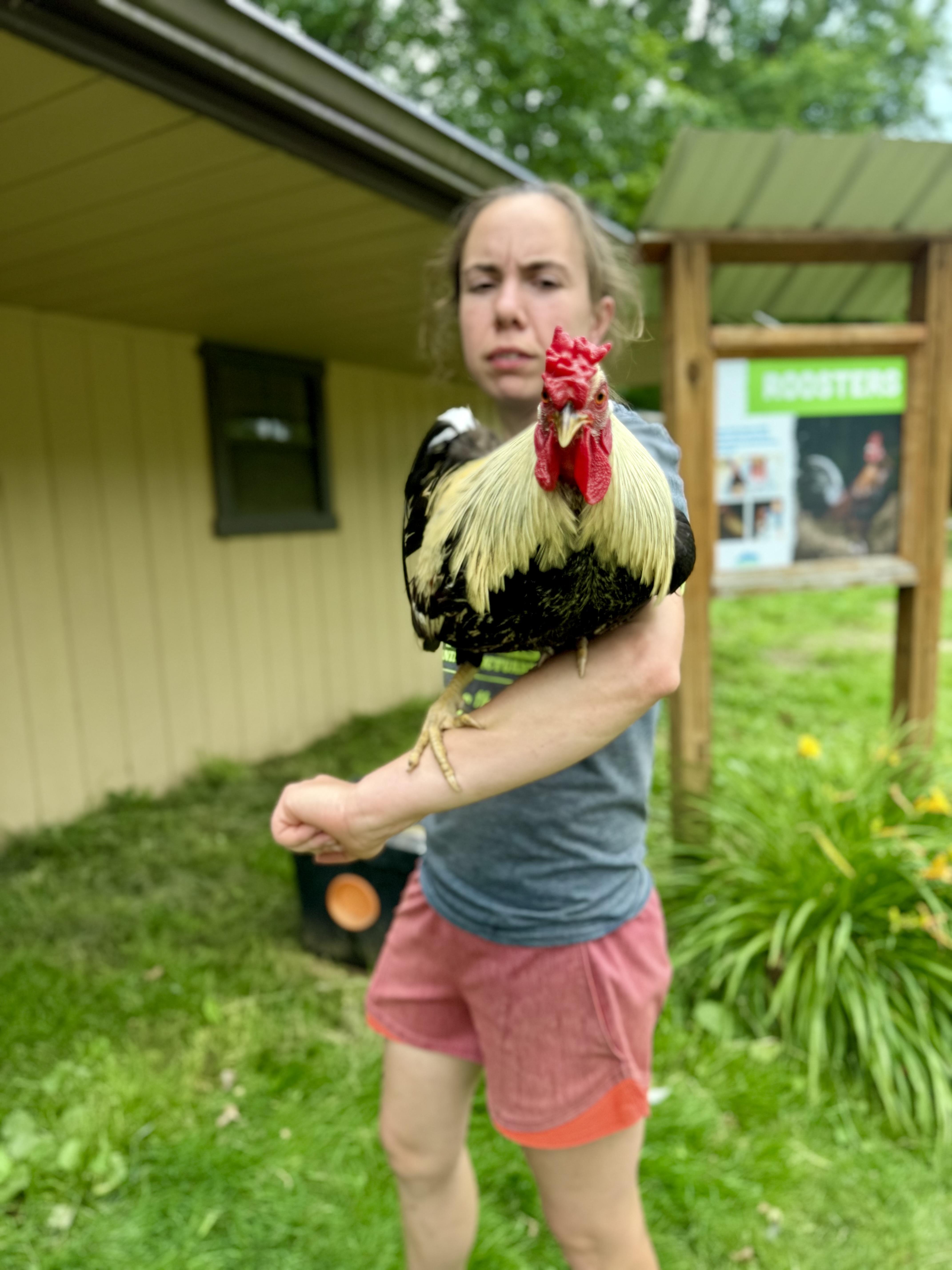 Boyardee, a Adoptable Chicken in Ravenna, OH image 2/2