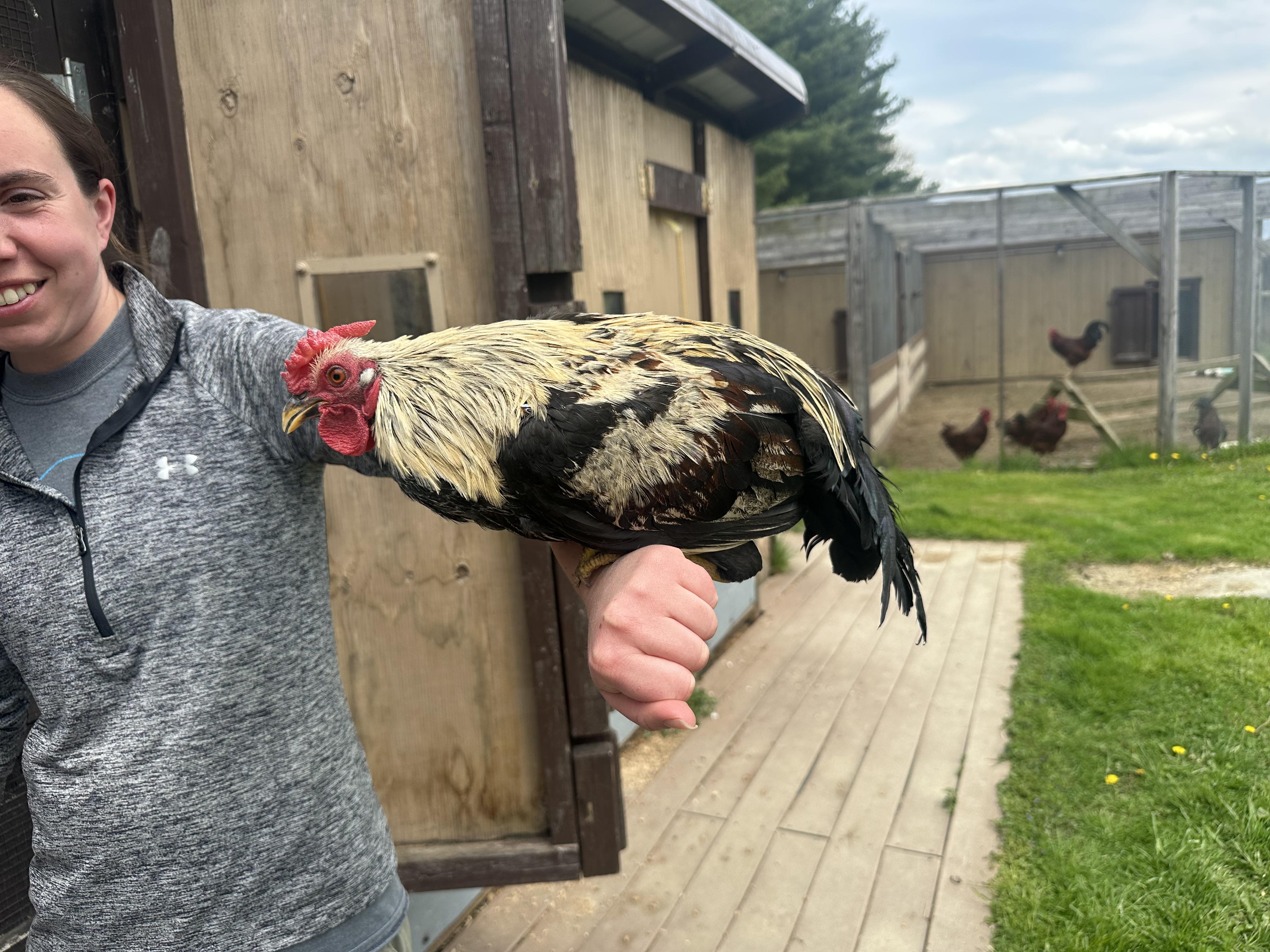 Boyardee, a Adoptable Chicken in Ravenna, OH image 2/2