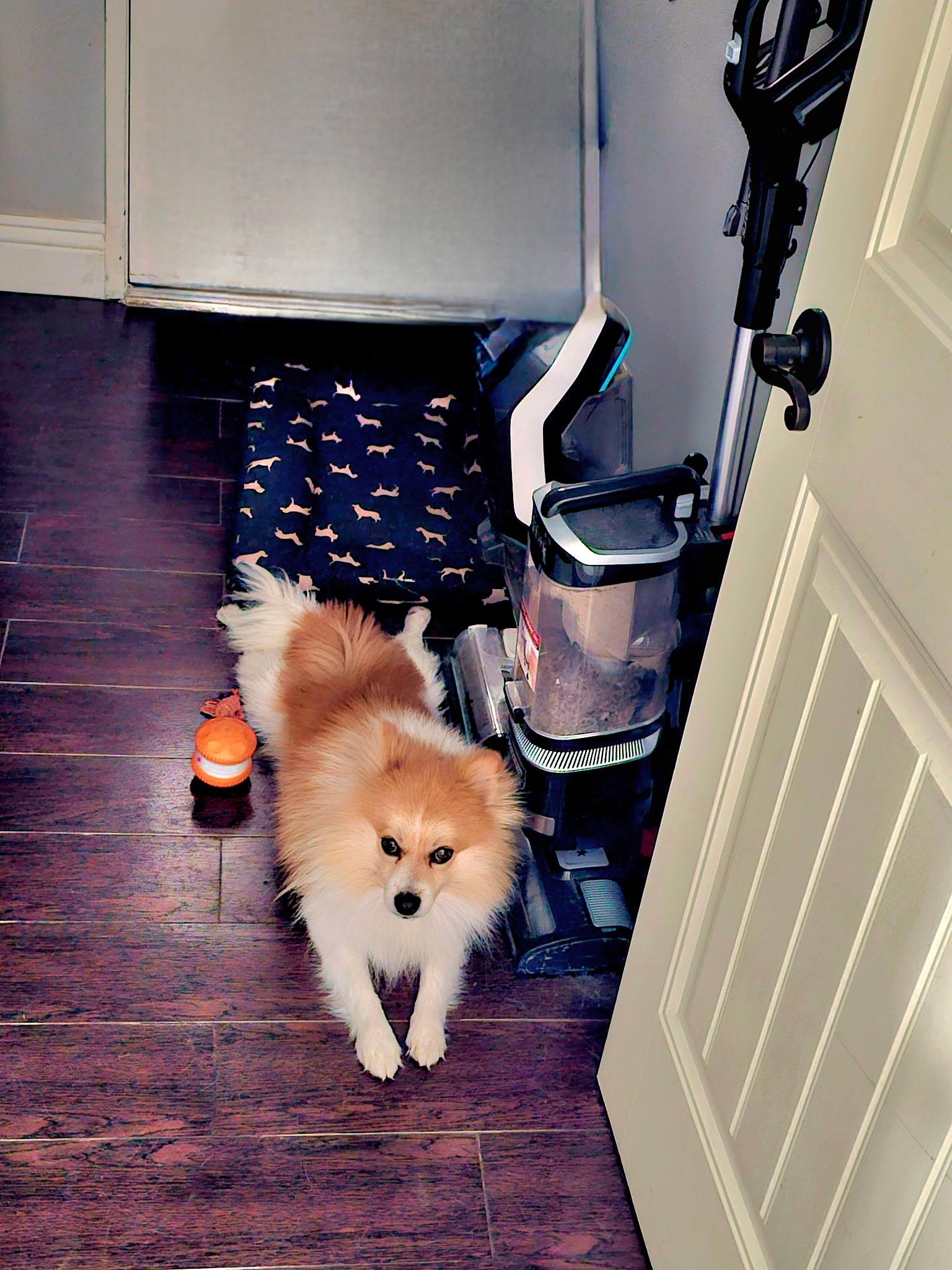 COBY-floofy red sable bff, an adopted Pomeranian in Irvine, CA image 2/5