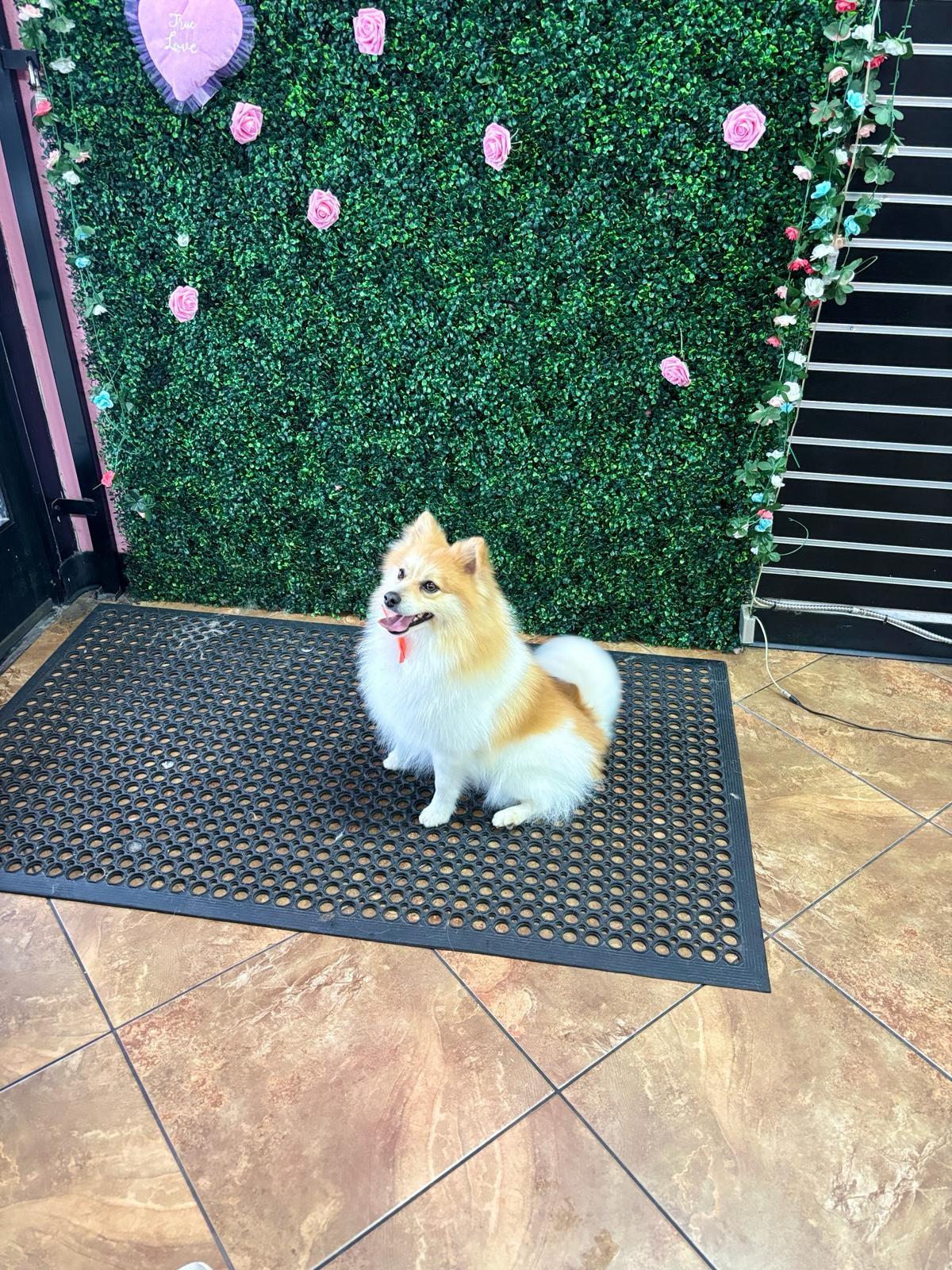 COBY-floofy red sable bff, an adopted Pomeranian in Irvine, CA image 5/5