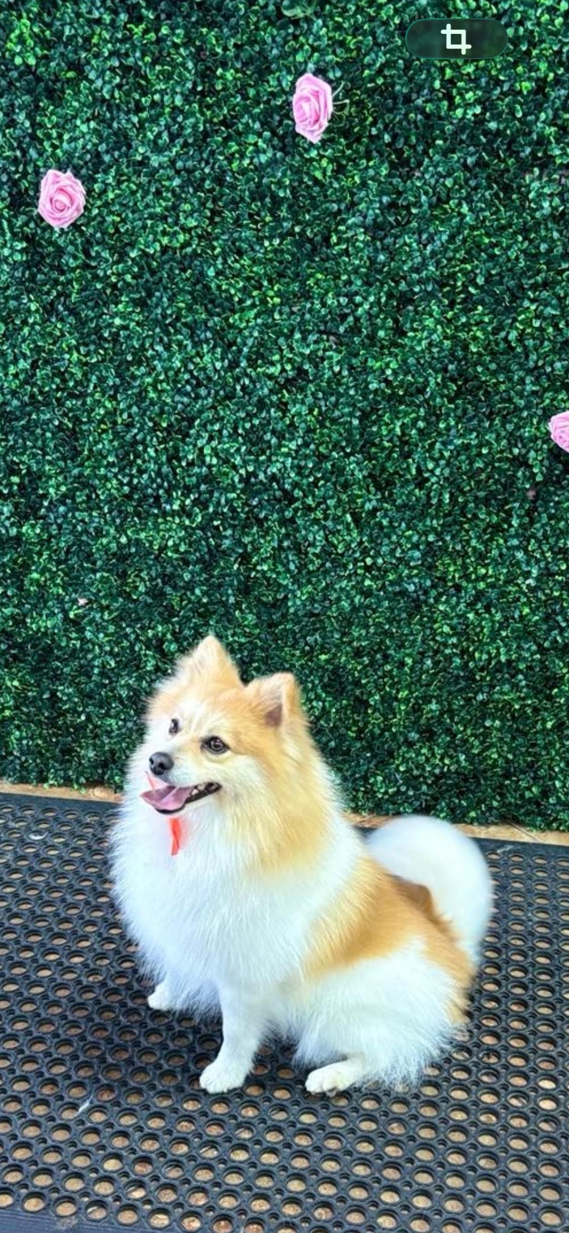 COBY-floofy red sable bff, adopted, Young Male Pomeranian.