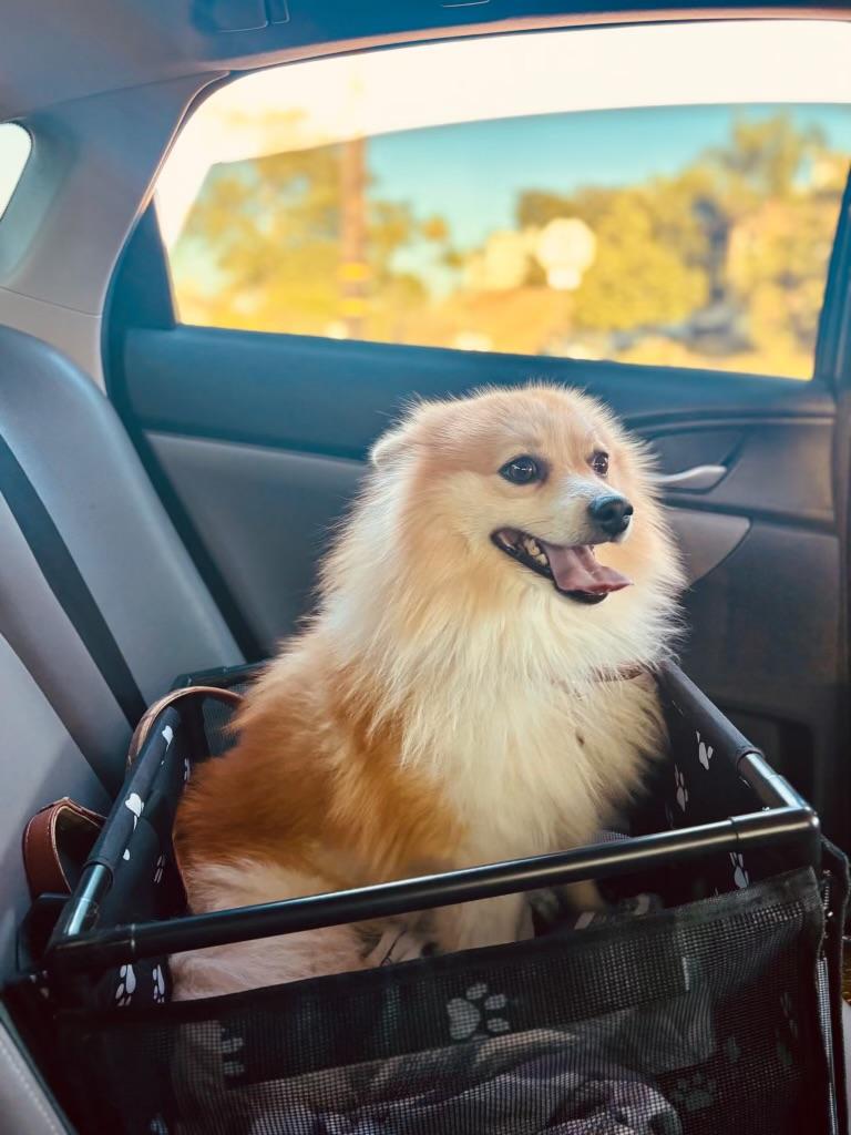 COBY-floofy red sable bff, an adopted Pomeranian in Irvine, CA image 4/5