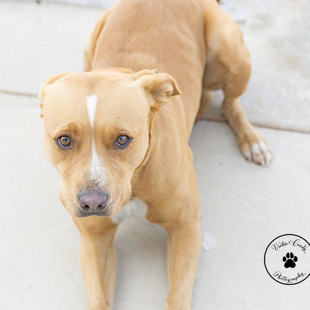 Enlarge Canela, a Adoptable Terrier in Abilene, TX image 1/3