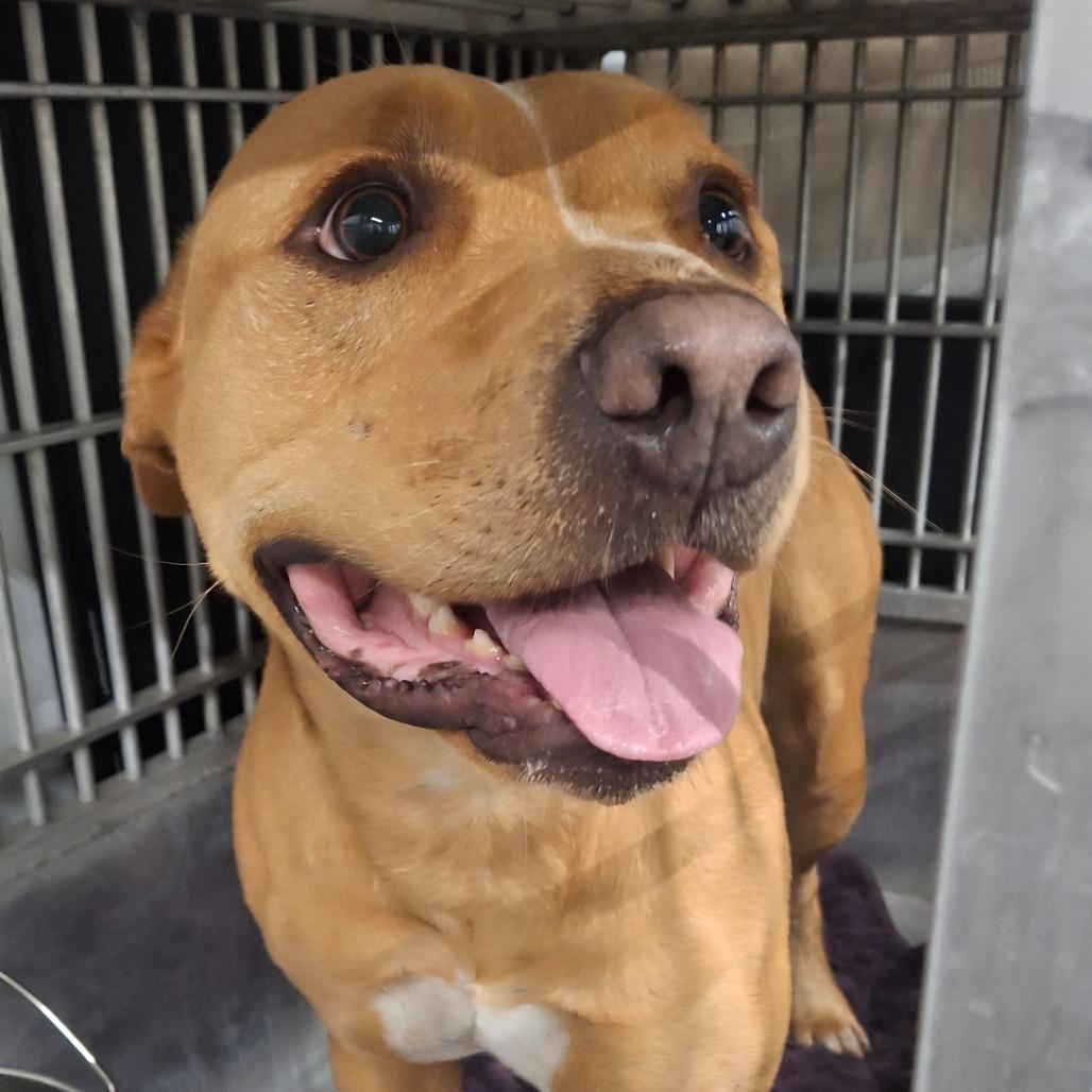 Enlarge Canela, a Adoptable Terrier in Abilene, TX image 3/3