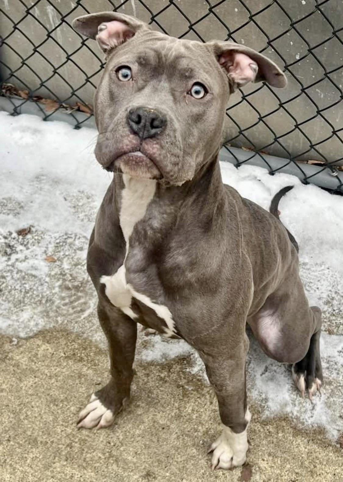 Princy, a ADOPTABLE Pit Bull Terrier in Chicago, IL image 1/5