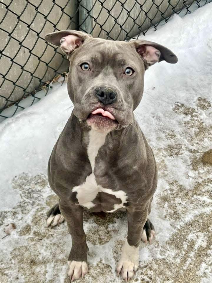 Princy, a ADOPTABLE Pit Bull Terrier in Chicago, IL image 3/5