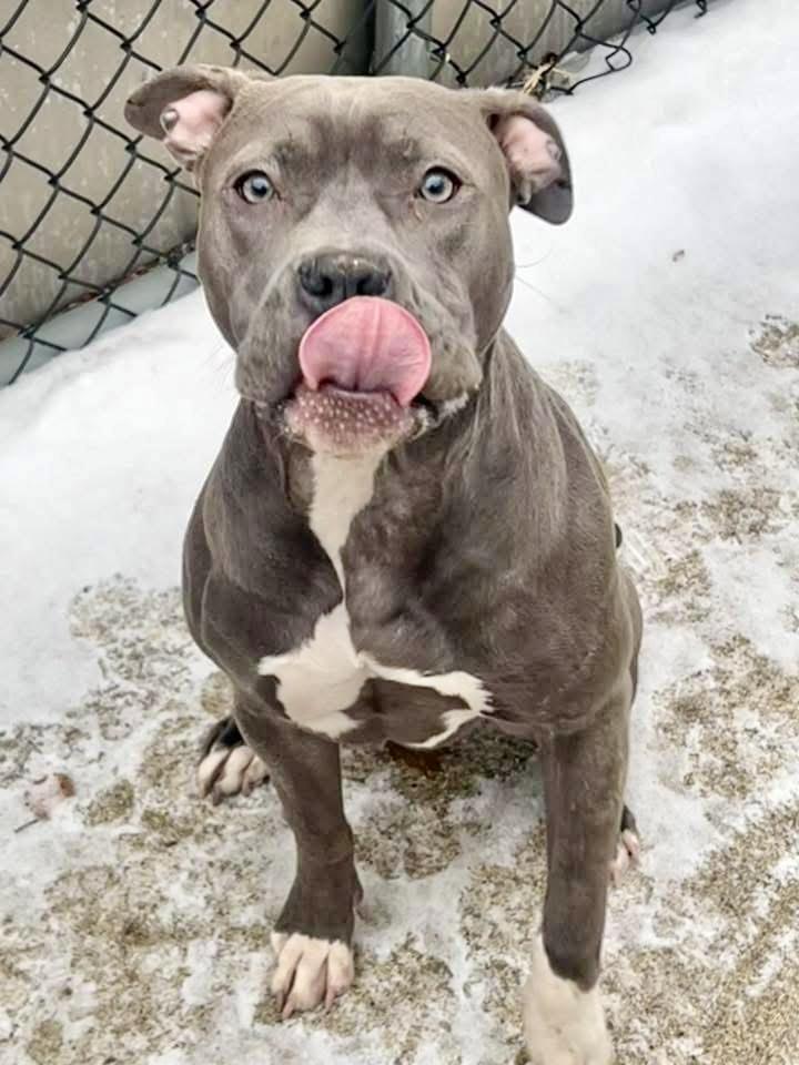 Princy, a ADOPTABLE Pit Bull Terrier in Chicago, IL image 2/5