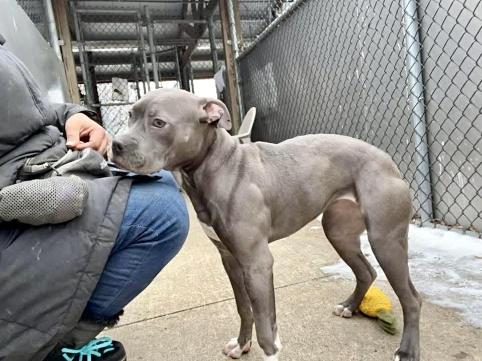 Princy, a ADOPTABLE Pit Bull Terrier in Chicago, IL image 4/5