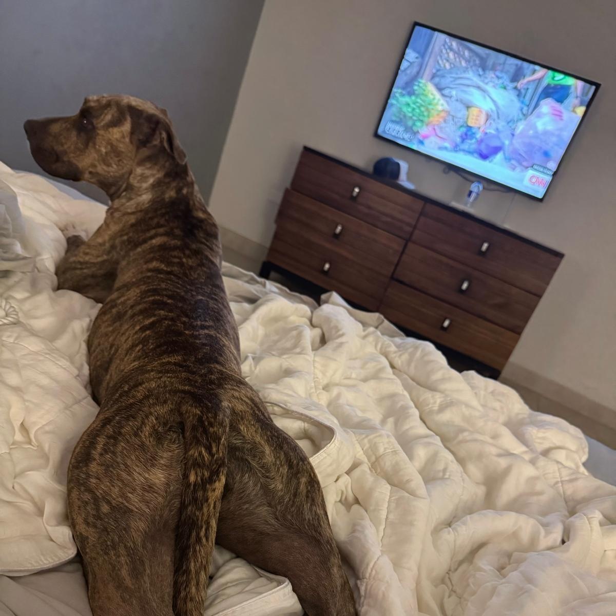 Enlarge Mia, a ADOPTABLE Mixed Breed in Sandwich, MA image 5/5