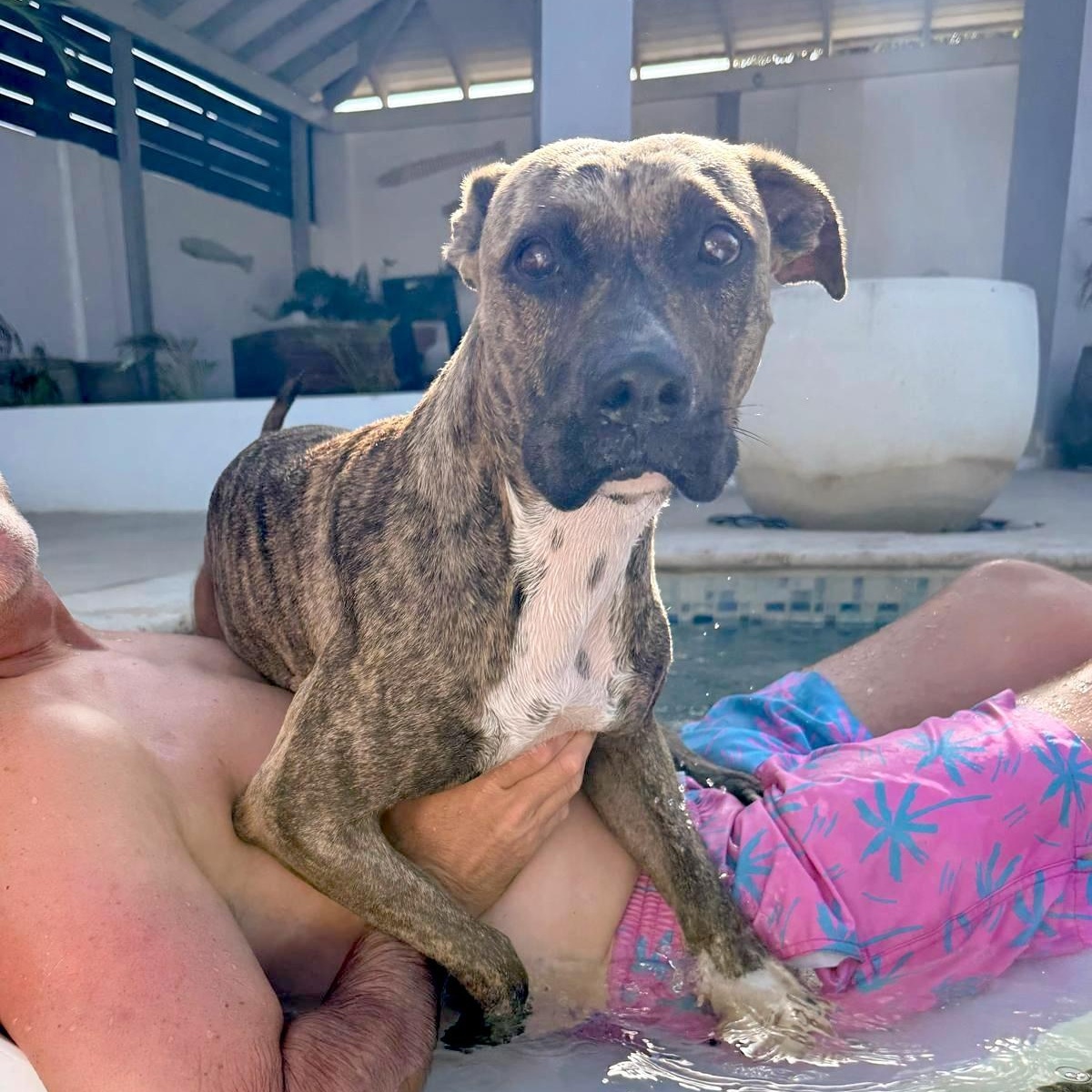 Enlarge Mia, a ADOPTABLE Mixed Breed in Sandwich, MA image 4/5