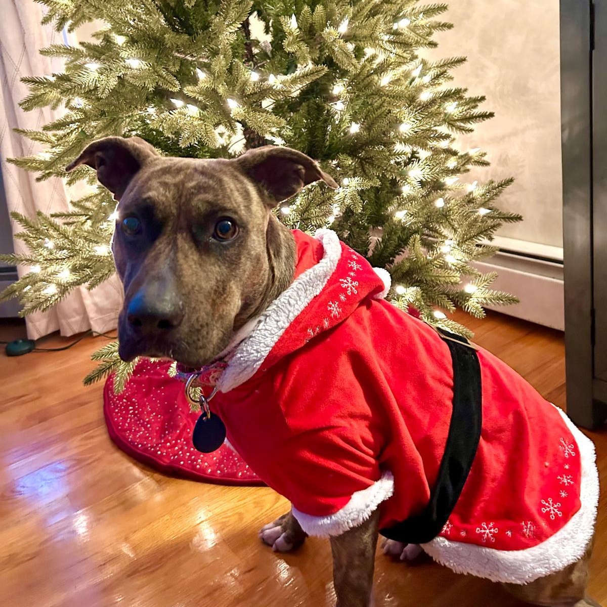 Enlarge Mia, a ADOPTABLE Mixed Breed in Sandwich, MA image 2/5