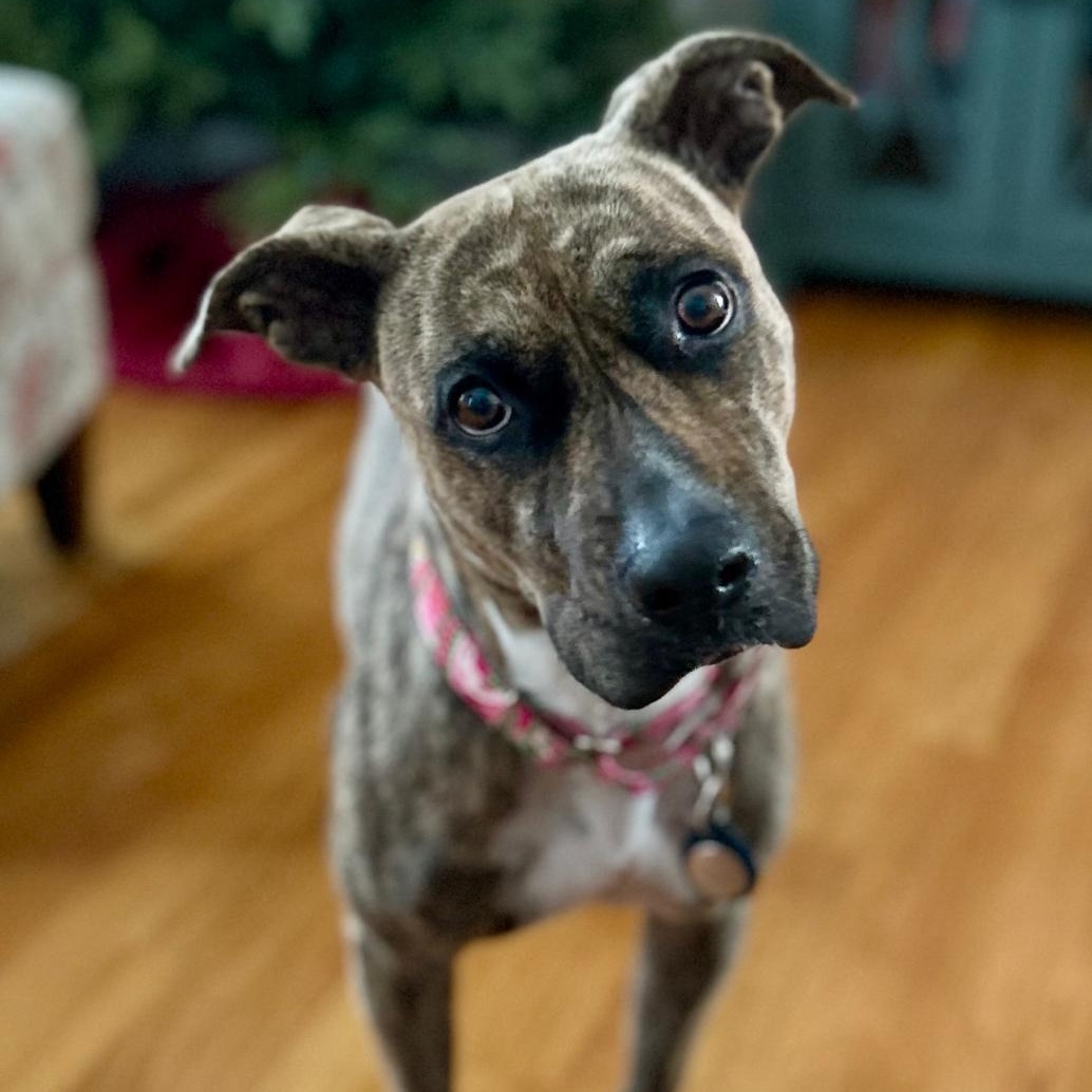 Mia, ADOPTABLE, Young Female Mixed Breed.