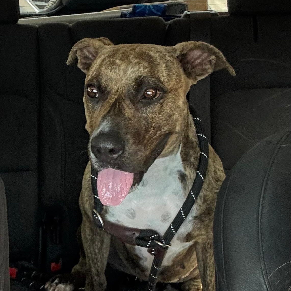 Enlarge Mia, a ADOPTABLE Mixed Breed in Sandwich, MA image 3/5