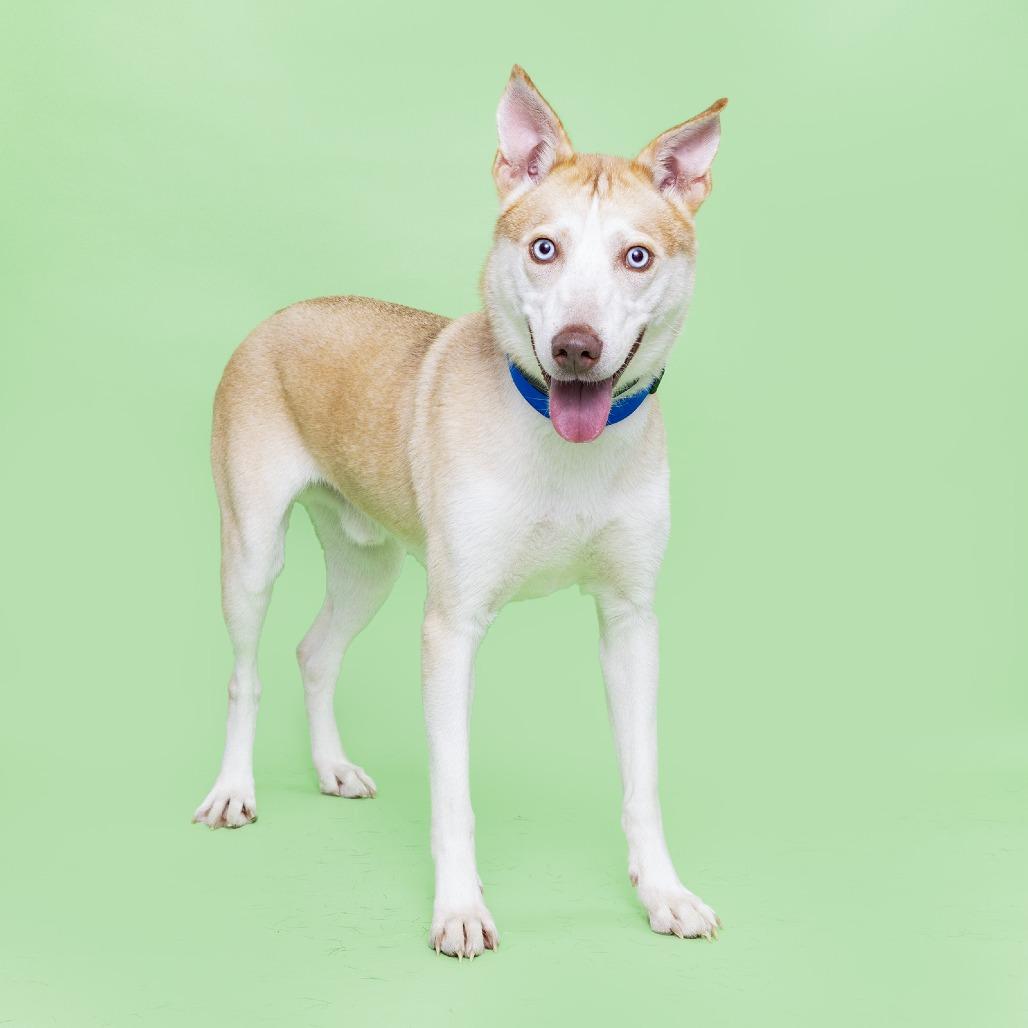 Ghost, Adoptable, Adult Male Husky.