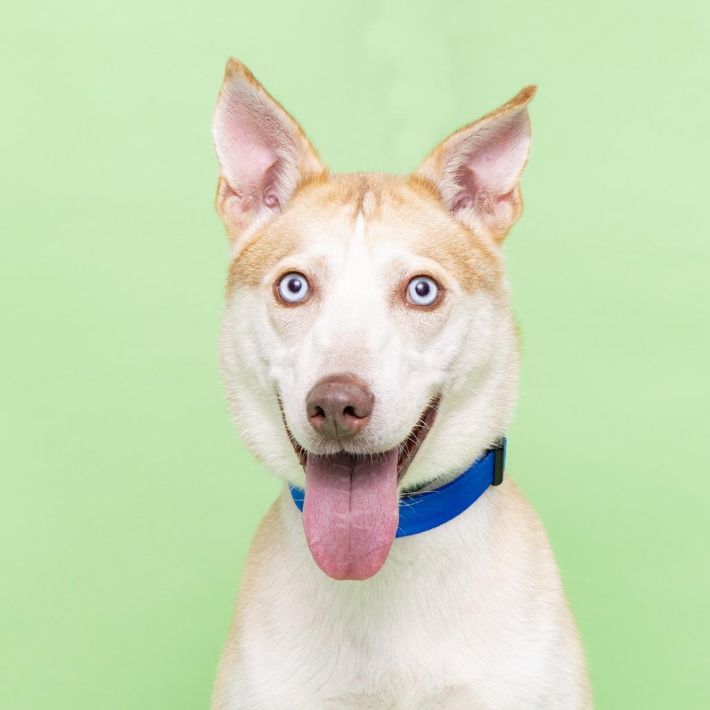 Enlarge Ghost, a Adoptable Husky in Franklin, TN image 2/2