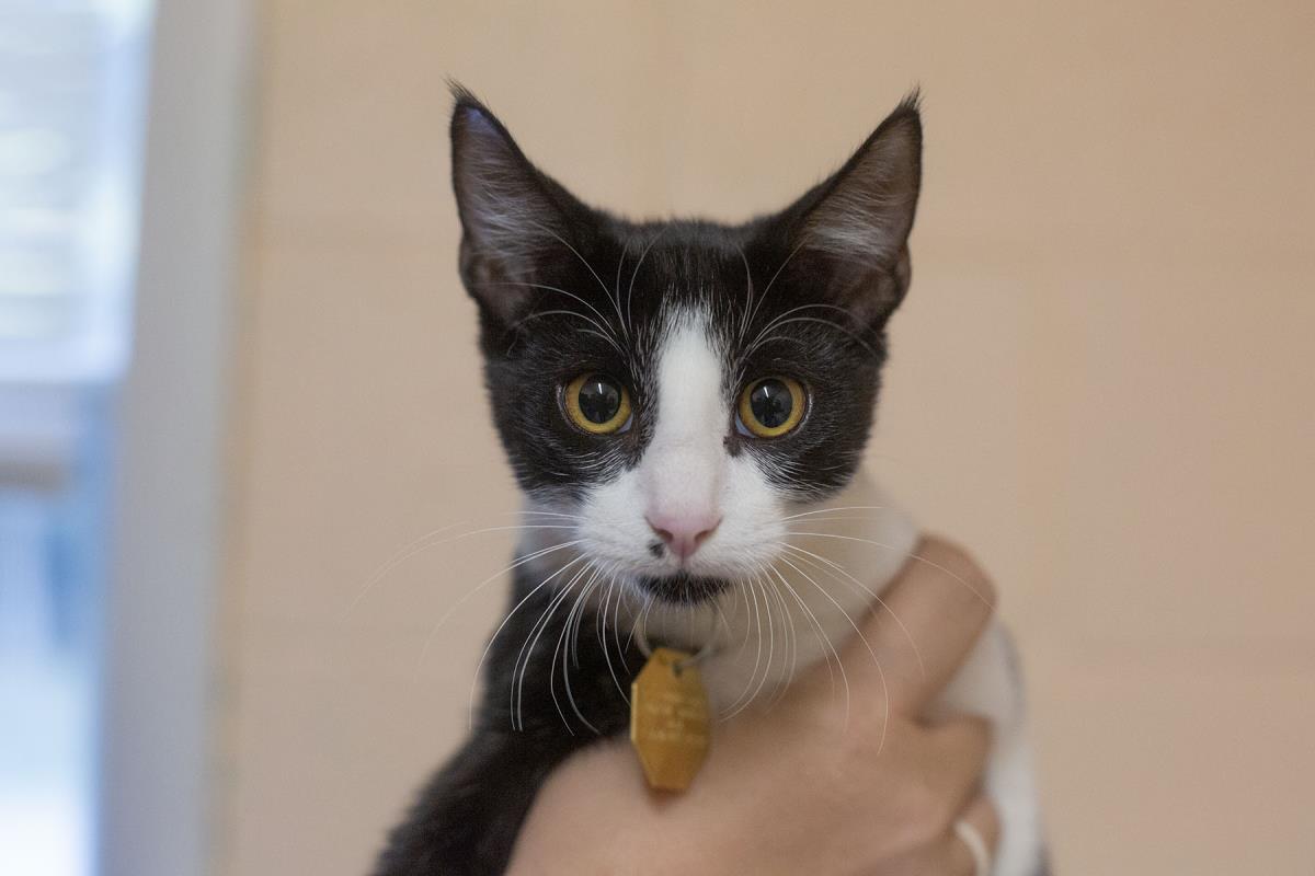 Enlarge Spam, a Adoptable mixed breed in Mountain Home, AR image 1/1