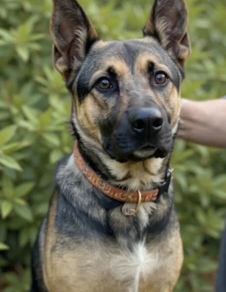 Enlarge Hazel , a ADOPTABLE mixed breed in Los Angeles, CA image 5/5