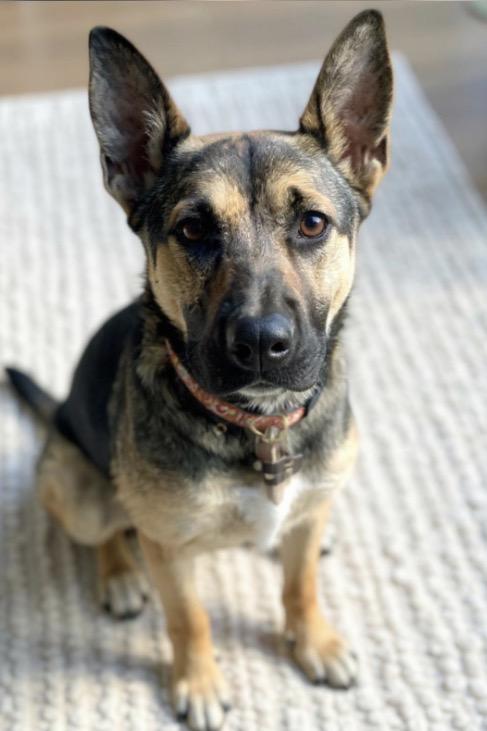 Enlarge Hazel , a ADOPTABLE mixed breed in Los Angeles, CA image 2/5