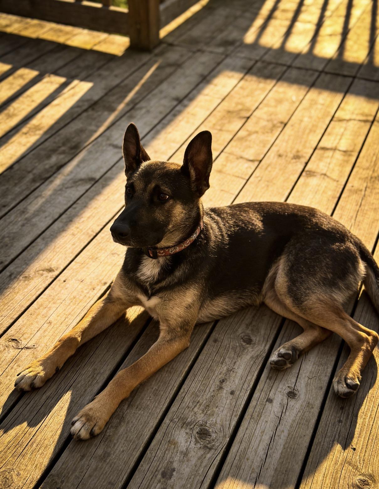 Enlarge Hazel , a ADOPTABLE mixed breed in Los Angeles, CA image 3/5