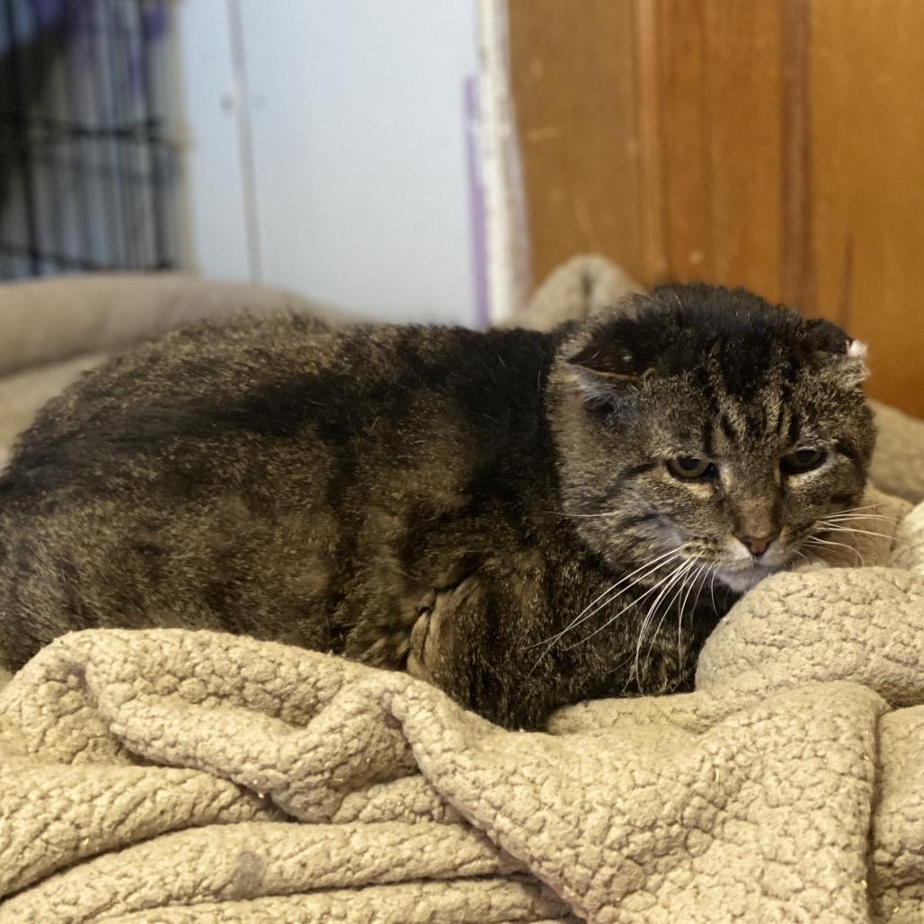 Cheeks, Adoptable, Senior Male Domestic Short Hair.