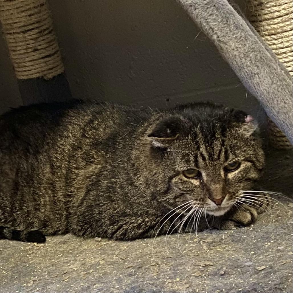 Enlarge Cheeks, a Adoptable Domestic Short Hair in Gibsonia, PA image 2/6