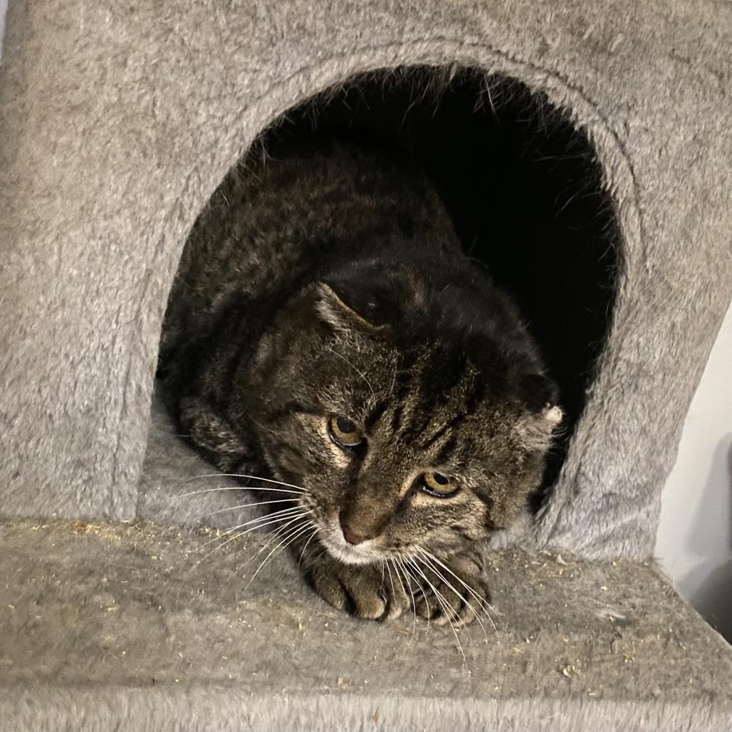 Enlarge Cheeks, a Adoptable Domestic Short Hair in Gibsonia, PA image 3/6