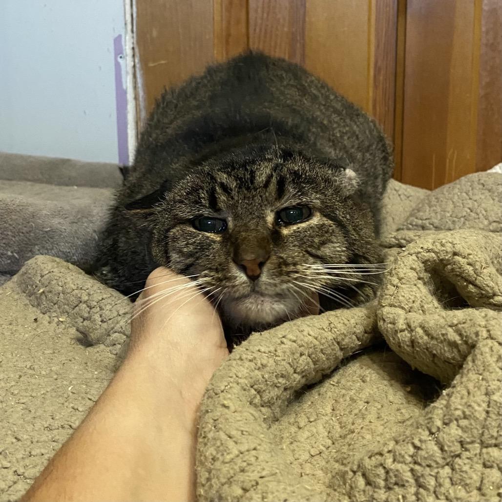 Enlarge Cheeks, a Adoptable Domestic Short Hair in Gibsonia, PA image 4/6