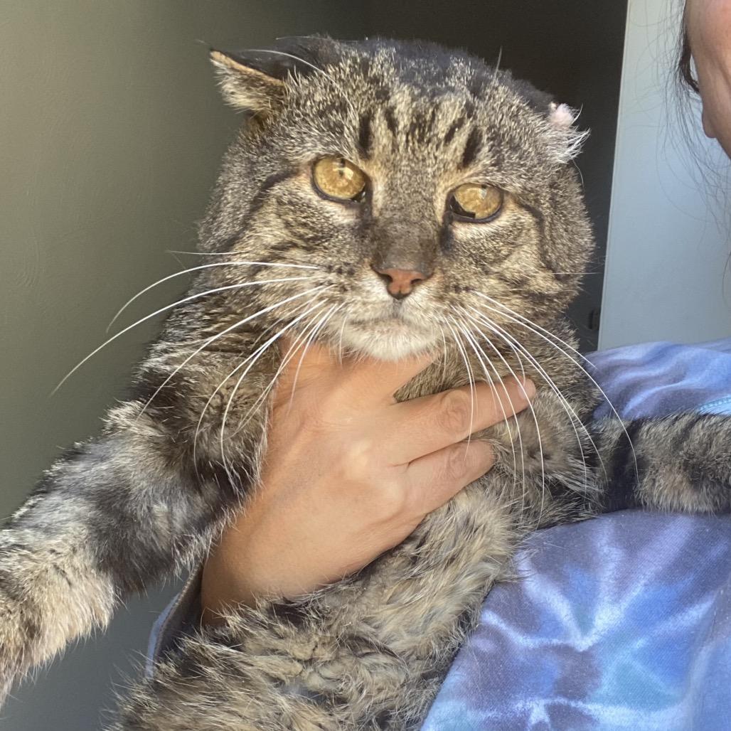 Enlarge Cheeks, a Adoptable Domestic Short Hair in Gibsonia, PA image 5/6