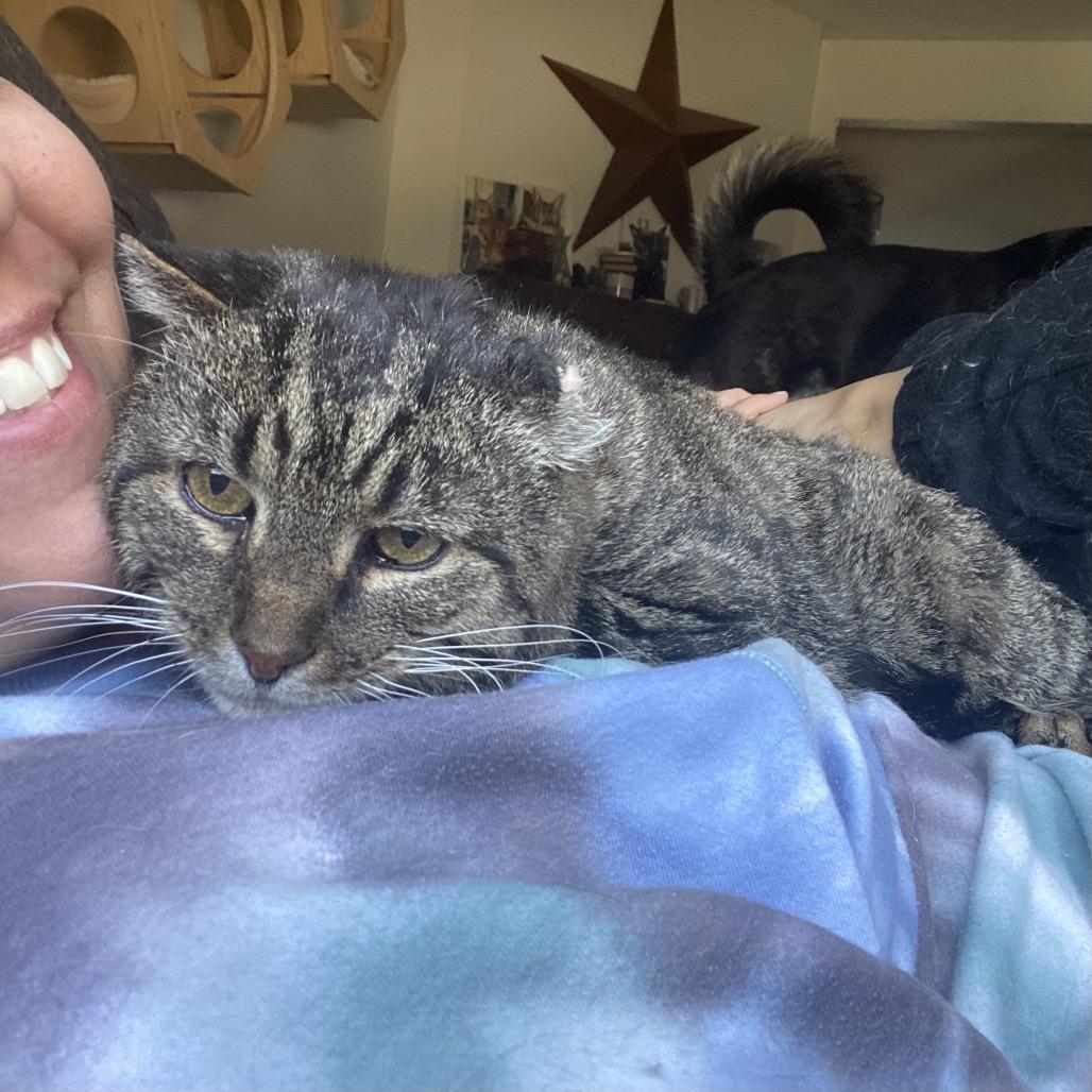 Enlarge Cheeks, a Adoptable Domestic Short Hair in Gibsonia, PA image 6/6