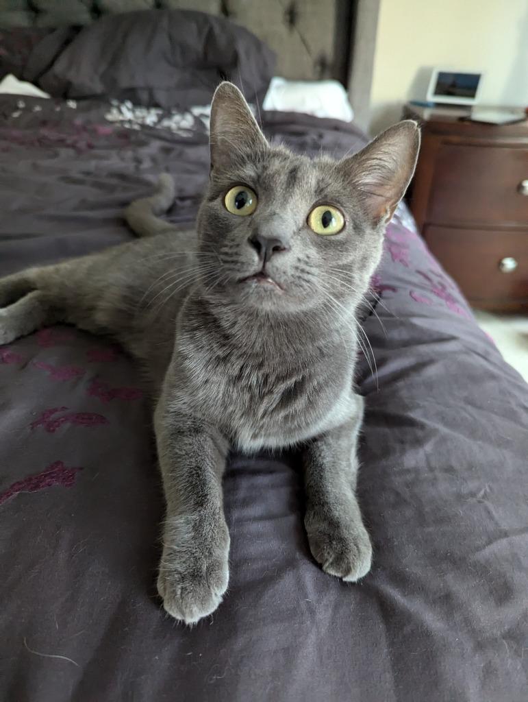 Chimichangaf thumbnail 4