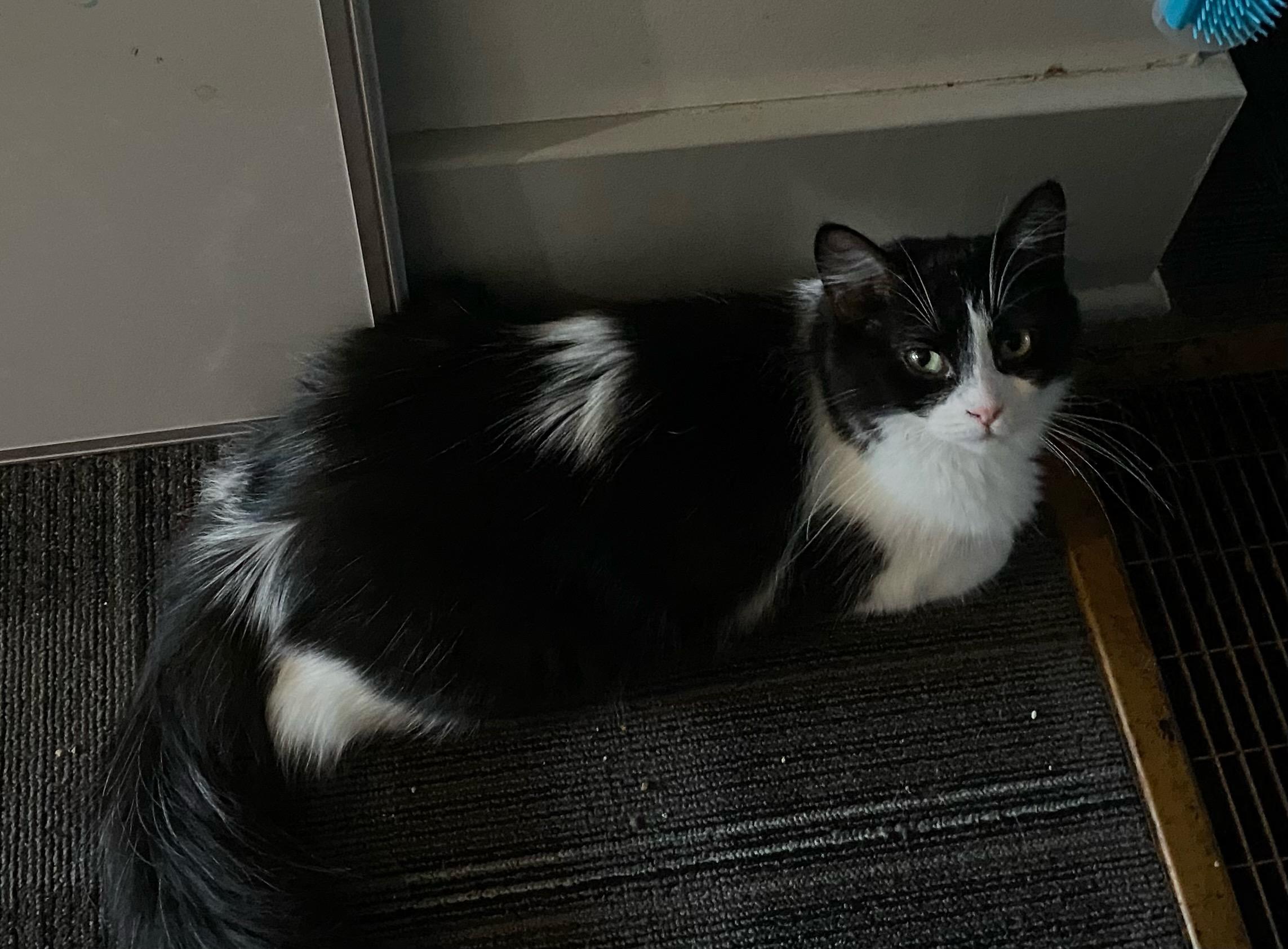 Enlarge Polly Pocket, a Adoptable Domestic Long Hair in Holly, MI image 1/1