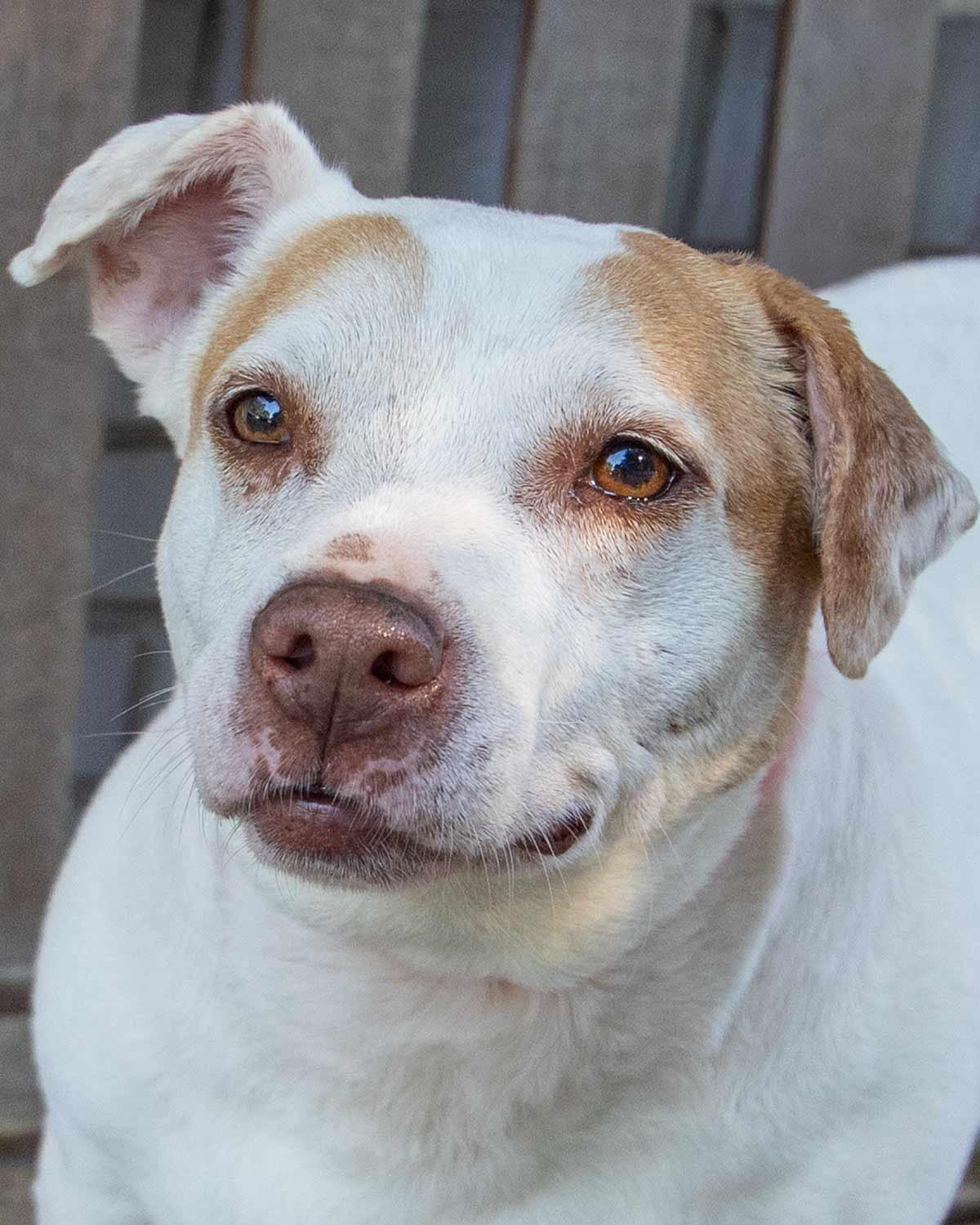 Delilah fka Katya, adoptable, Senior Female Terrier.